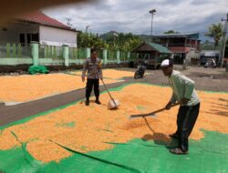 Dukung Ketahanan Pangan Nasional, Bhabinkamtibmas Desa O’o Pantau Penjemuran Jagung Warga