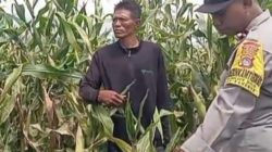 Kanit Binmas Polsek Bolo Aktif Meninjau Pertumbuhan Jagung Milik Warga di Wilayah Binaannya