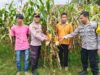 DUKUNG PROGRAM KETAHANAN PANGAN NASIONAL, POLSEK DOMPU PANTAU LAHAN JAGUNG WARGA DI DESA O’O