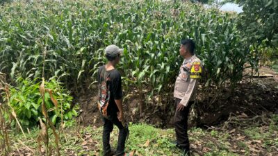 Sigap Dampingi Petani, Bhabinkamtibmas Sorinomo Pantau Jagung Siap Panen
