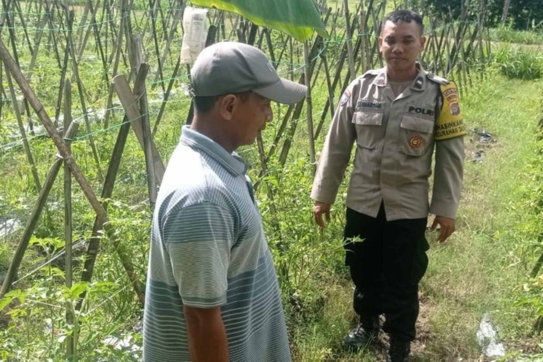 Bhabinkamtibmas Gerung Turun ke Sawah Motivasi Petani Aik Ampat