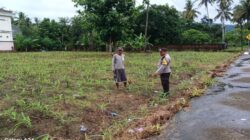 Polsek Gerung Kawal Ketahanan Pangan di Giri Tembesi