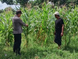 Polsek Labuapi Kawal Optimalisasi Lahan Jagung di Karang Bongkot