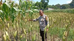 Polisi Dorong Kemandirian Pangan di Lombok Barat