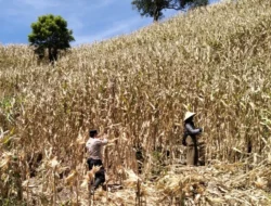 Polri Turun ke Ladang, Kawal Panen Raya Jagung 5 Ton di Sekotong demi Ketahanan Pangan Nasional