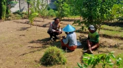 Dukung Swasembada, Polsek Labuapi Dampingi Petani Karang Bongkot