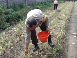 Polri Turun ke Sawah, Bhabinkamtibmas Lombok Barat Kini Jadi Motor Penggerak Kedaulatan Pangan Nasional