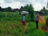 Kawal Petani di Ladang Jagung, Langkah Nyata Polres Lombok Barat Wujudkan Kedaulatan Pangan Nasional