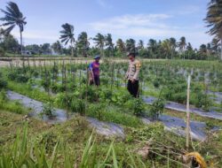Bhabinkamtibmas Lendang Nangka Cek Lahan Cabai Milik Warga, Dukung Ketahanan Pangan