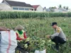 Bhabinkamtibmas Turun ke Sawah, Sokong Ketahanan Pangan Nasional Lewat Panen Jagung di Lombok Barat