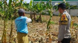 Langkah Nyata Polsek Labuapi Perkuat Ketahanan Pangan: Ajak Warga Sulap Pekarangan Jadi Kebun Produktif