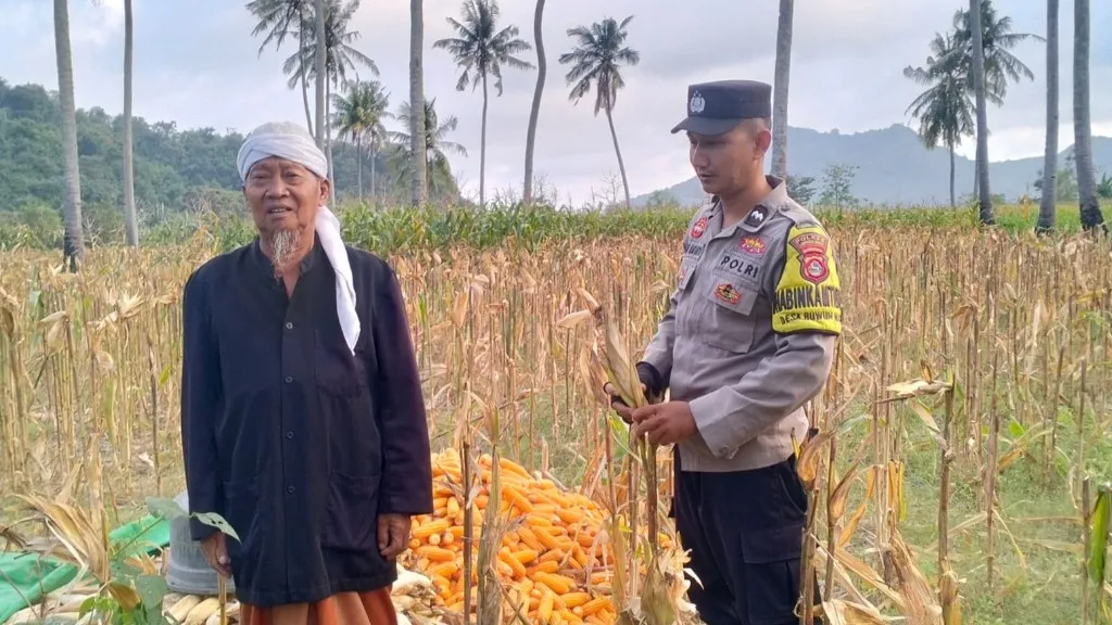 Polri Kawal Panen Jagung Desa Buwun Mas, Pastikan Petani Sejahtera dan Stok Pangan Aman