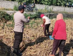 Sentuhan Humanis Polri di Sawah Desa Karang Bongkot, Pastikan Petani Tak Berjuang Sendirian!