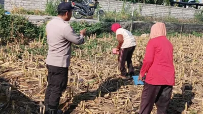 Sentuhan Humanis Polri di Sawah Desa Karang Bongkot, Pastikan Petani Tak Berjuang Sendirian!