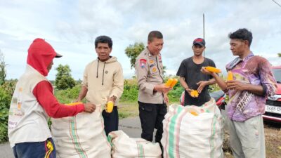 Bhabinkamtibmas Desa Bagik Papan Cek Panen Jagung dan Sampaikan Himbauan Kamtibmas