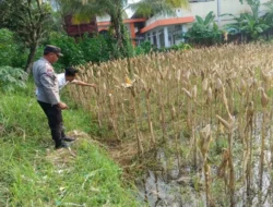 Polri Dampingi Petani Jagung di Lombok Barat Jaga Ketahanan Pangan