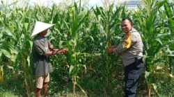 Strategi Cerdas Bhabinkamtibmas Desa Bagik Polak Barat: Ubah Lahan Tidur Jadi Sumber Pangan Produktif