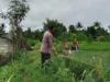 Polri Perkuat Sektor Agraris: Aksi Nyata Personel Polsek Labuapi Dampingi Petani di Tengah Sawah Dusun Jogot