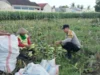 Bhabinkamtibmas Desa Labuapi Turun ke Sawah, Bantu Warga Panen Raya Jagung demi Ketahanan Pangan