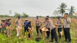 Polres Lombok Barat Turun ke Sawah! Kawal Panen Jagung demi Nasib Petani dan Swasembada Pangan