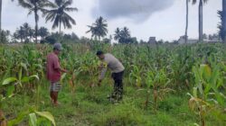 Dukung Ketahanan Pangan Nasional, Bhabinkamtibmas Polsek Pekat Pantau Lahan Jagung Warga di Kadindi