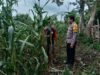 Polri Peduli Ketahanan Pangan, Polisi Pantau Panen Jagung Warga di Kempo