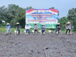 Kapolda NTB Ikut Tanam Raya Jagung di Praya, Dukung Swasembada Pangan 2026