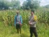 Jagung Varietas NK JAGO di Rasabou Dipantau Polisi, Estimasi Panen Capai 6 Ton