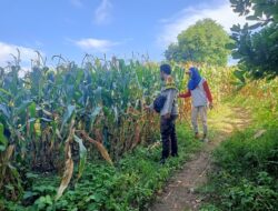 Pantau Panen Jagung Warga, Bhabinkamtibmas Desa Nangamiro Dukung Ketahanan Pangan Nasional