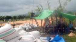 Polri Dukung Ketahanan Pangan, Bhabinkamtibmas Dampingi Petani Jagung dari Masa Tanam hingga Distribusi