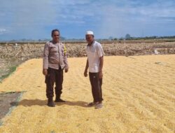 Dalam rangka mendukung Program Ketahanan Pangan Nasional menuju Indonesia Emas 2045, Bhabinkamtibmas Desa Kramat Polsek Kilo, AIPDA M. Nursalam, melaksanakan kegiatan pemantauan lahan jagung milik warga binaannya di Dusun Pali, Desa Kramat, Kecamatan Kilo, Kabupaten Dompu, Selasa (24/3/2026) pukul 10.38 Wita.  Kegiatan tersebut dilakukan pada lahan jagung milik H. Abidin (57), dengan luas sekitar 1 hektare. Tanaman jagung varietas Ruby tersebut saat ini telah memasuki usia 120 hari dan dalam proses penjemuran hasil panen. Estimasi hasil panen mencapai kurang lebih 8,5 ton.  Dalam pelaksanaannya, AIPDA M. Nursalam turut memberikan motivasi serta pembinaan kepada warga binaannya agar terus meningkatkan produktivitas pertanian. Ia juga mengimbau agar petani tetap menjaga kualitas hasil panen serta memanfaatkan lahan secara optimal guna mendukung ketahanan pangan.  “Kami mengajak para petani untuk terus semangat dalam bertani, karena sektor pertanian memiliki peran penting dalam menjaga ketersediaan pangan dan meningkatkan kesejahteraan masyarakat,” ujar AIPDA Nursalam.  Kapolsek Kilo, IPTU Rusnadin, S.H., menyampaikan bahwa kehadiran Bhabinkamtibmas di tengah masyarakat tidak hanya untuk menjaga keamanan, tetapi juga sebagai bentuk dukungan terhadap program pemerintah, khususnya di bidang ketahanan pangan.  “Melalui kegiatan pemantauan ini, kami ingin memastikan bahwa para petani mendapatkan perhatian dan pendampingan, sehingga hasil pertanian dapat maksimal dan berkontribusi bagi ketahanan pangan daerah,” ungkapnya.  Sementara itu, Kapolres Dompu AKBP Sodikin Fahrojin Nur, S.I.K melalui Kasi Humas Polres Dompu IPTU I Nyoman Suardika menegaskan bahwa jajaran Polres Dompu terus berkomitmen mendukung sektor pertanian sebagai bagian dari program strategis nasional.  “Polri akan terus hadir di tengah masyarakat untuk memberikan dukungan nyata, termasuk dalam sektor pertanian. Pendampingan kepada petani diharapkan mampu meningkatkan produksi serta memperkuat ketahanan pangan nasional,” jelasnya.  Dengan sinergi antara aparat kepolisian dan masyarakat, diharapkan program ketahanan pangan dapat berjalan optimal dan memberikan manfaat nyata bagi kesejahteraan masyarakat, khususnya di Kabupaten Dompu.