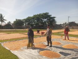 Bhabinkamtibmas Desa Riwo Dampingi Penjemuran Jagung, Wujud Dukungan Ketahanan Pangan Nasional