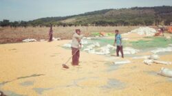 Sinergi Polisi dan Petani, Panen Jagung di Dompu Terus Meningkat