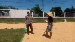 Bhabinkamtibmas Polsek Hu’u Pantau Penjemuran Jagung Warga, Dorong Pemanfaatan Lahan untuk Ketahanan Pangan