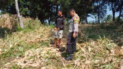 Bhabinkamtibmas Desa Doropeti Pantau Panen Jagung, Dukung Program Ketahanan Pangan Nasional