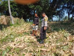 Bhabinkamtibmas Desa Doropeti Pantau Panen Jagung, Dukung Program Ketahanan Pangan Nasional