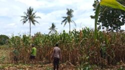 Bhabinkamtibmas Jadi Motor Penggerak Ketahanan Pangan di Desa Kampasi Meci