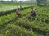 Bhabinkamtibmas Desa Kerumut Sambangi Petani Jagung di Dusun Dasan Lendang