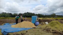 Kapolsek Terara Himbau Petani Tanam Jagung untuk Dukung Ketahanan Pangan