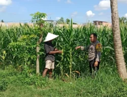 Bhabinkamtibmas Polsek Labuapi Dampingi Petani Jagung Dusun Jogot