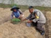Bukan Sekadar Jaga Keamanan, Aksi Nyata Polisi di Lombok Barat Dorong Produktivitas Petani Lokal