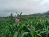Bhabinkamtibmas Desa Korleko Cek Lahan Tanaman Jagung Milik Petani