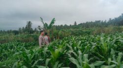 Bhabinkamtibmas Desa Korleko Cek Lahan Tanaman Jagung Milik Petani