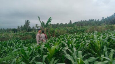 Bhabinkamtibmas Desa Korleko Cek Lahan Tanaman Jagung Milik Petani