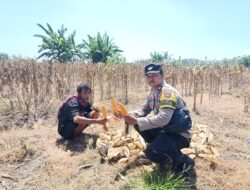 Bhabinkamtibmas Desa Kwang Rundun Monitoring Panen Jagung Warga di Tabuan