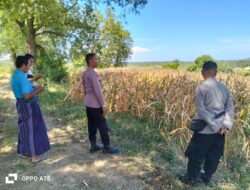 Polres Lombok Tengah Dukung Ketahanan Pangan, Bhabinkamtibmas Terjun Langsung Cek Lahan Jagung Warga