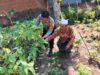 Bhabinkamtibmas Desa Taman Indah Intensifkan Silaturahmi dan Cek Pekarangan Bergizi Dukung Ketahanan Pangan