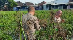 Bhabinkamtibmas Desa Masbagik Utara Laksanakan Silaturahmi dan Kontrol Ketahanan Pangan Warga