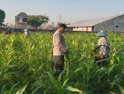Sinergi Bhabinkamtibmas dan Petani Kuranji Dalang: Strategi Lokal Wujudkan Swasembada Pangan