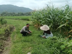 Sinergi Polri dan Petani, Bhabinkamtibmas Desa Babussalam Kawal Ketahanan Pangan di Dusun Bangket Bawak